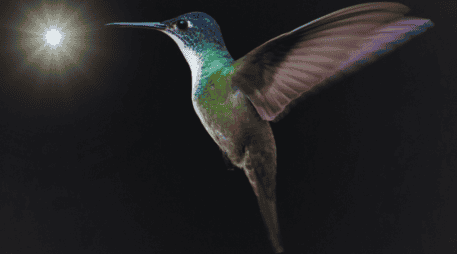 Al dejar únicamente una fuente de luz natural, el colibrí volará instintivamente hacia la claridad. ESPECIAL / CANVA