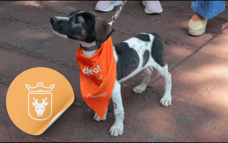 Vacunar a una mascota no solo mejora su calidad de vida, sino que también te permite disfrutar de su compañía por mucho más tiempo. ESPECIAL/ Facebook/ Protección Animal Zapopan