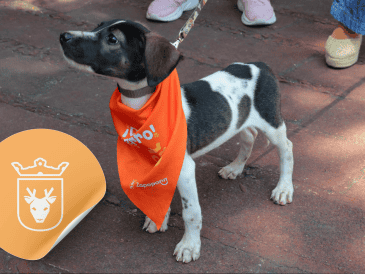 Vacunar a una mascota no solo mejora su calidad de vida, sino que también te permite disfrutar de su compañía por mucho más tiempo. ESPECIAL/ Facebook/ Protección Animal Zapopan