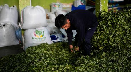 La UNODC reporta un aumento del 7% en los cultivos de coca en Bolivia durante 2025, impulsado principalmente por un crecimiento del 22% en la región del Chapare. AP/J. KARITA