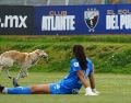 El can entró al terreno de juego durante los primeros minutos del segundo tiempo y recorrió la cancha del CAR del Atlante. IMAGO7