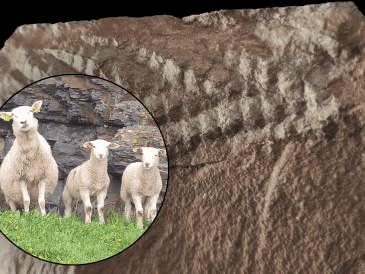 Esta nueva perspectiva anatómica es crucial, ya que demuestra cómo el método de fosilización puede sesgar nuestra comprensión de las especies prehistóricas. EFE / Y. Veenma
