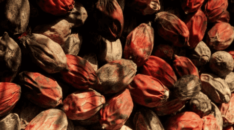 La nuez de betel es una de las drogas de origen vegetal más populares de Asia y el Pacífico Sur. Pexels