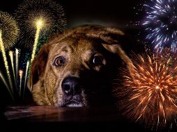 El método Tellington TTouch como una alternativa para ayudar a los perros a relajarse durante los periodos de pirotecnia. ESPECIAL / CANVA