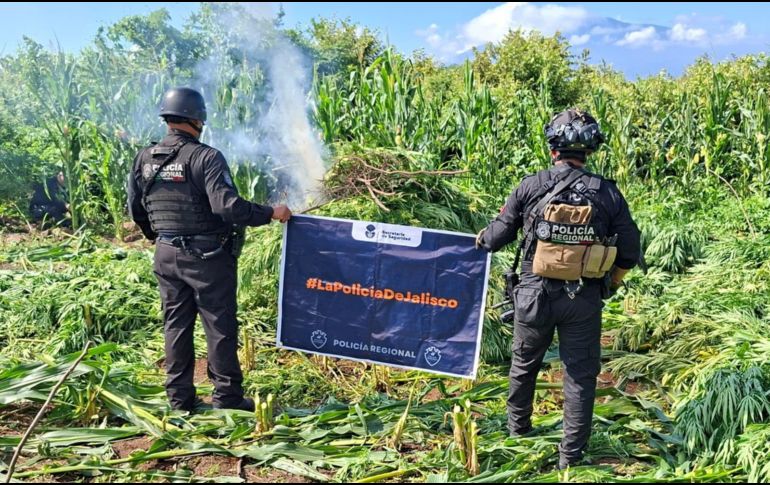 El 19 de agosto, la Secretaría de Seguridad había informado sobre la localización y destrucción de otras 360 mil plantas, ubicadas en la misma delegación de El Salvador. ESPECIAL