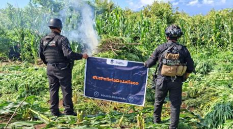 El 19 de agosto, la Secretaría de Seguridad había informado sobre la localización y destrucción de otras 360 mil plantas, ubicadas en la misma delegación de El Salvador. ESPECIAL
