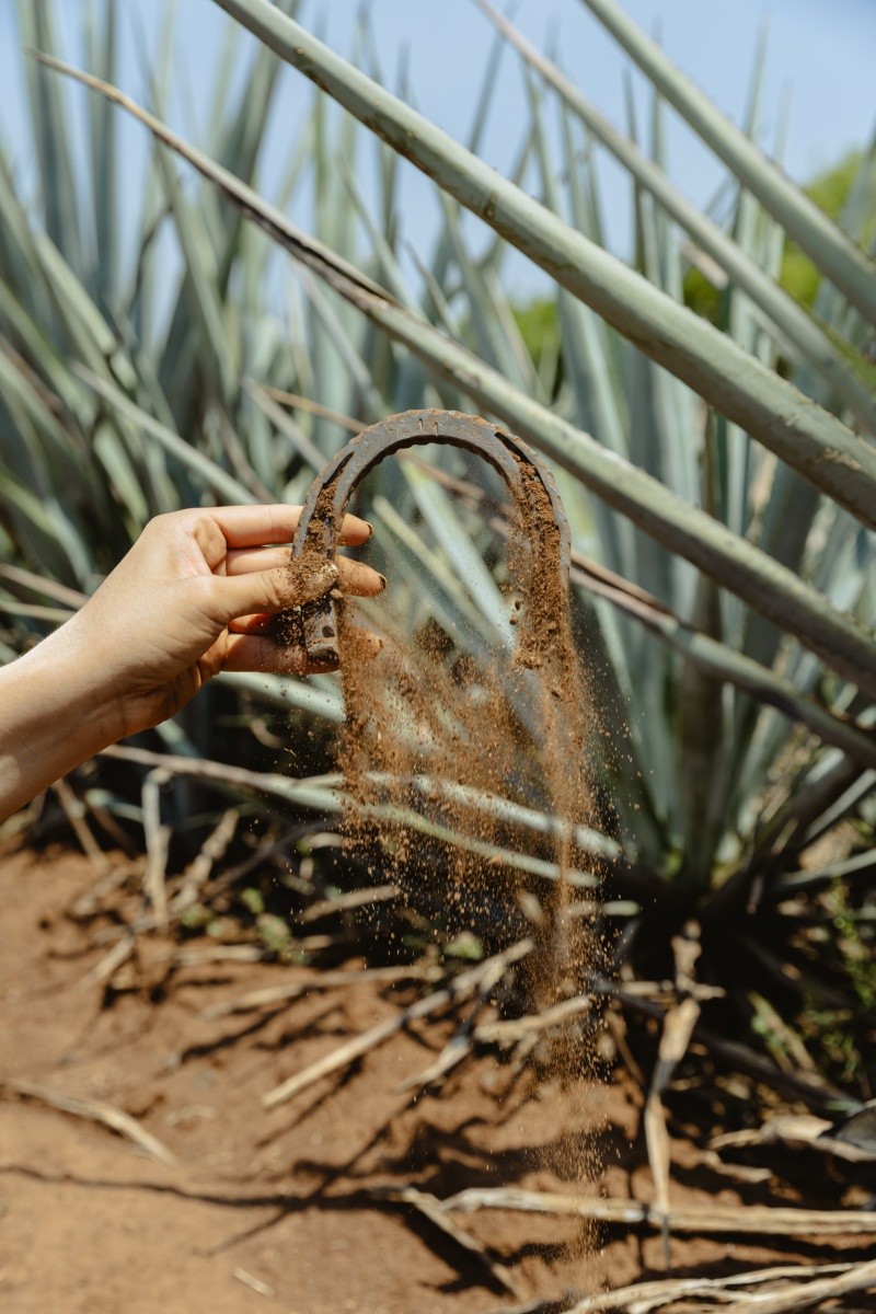 Orgullosamente, Amatitán, Jalisco es la cuna del tequila&nbsp;/ Foto: Cortesía