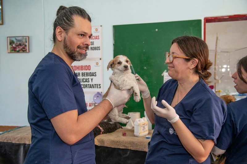 Las campañas de vacunación a perros y gatos han sido fundamentales en el logro de Chile de erradicar la rabia. UNSPLASH&nbsp;