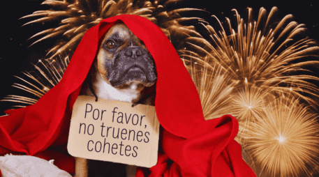 La sobrecarga sensorial aguda puede causar daños auditivos permanentes, como tinnitus, y desarrollar fobias crónicas que afectarán al animal de por vida. ESPECIAL / CANVA