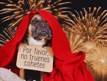 La sobrecarga sensorial aguda puede causar daños auditivos permanentes, como tinnitus, y desarrollar fobias crónicas que afectarán al animal de por vida. ESPECIAL / CANVA