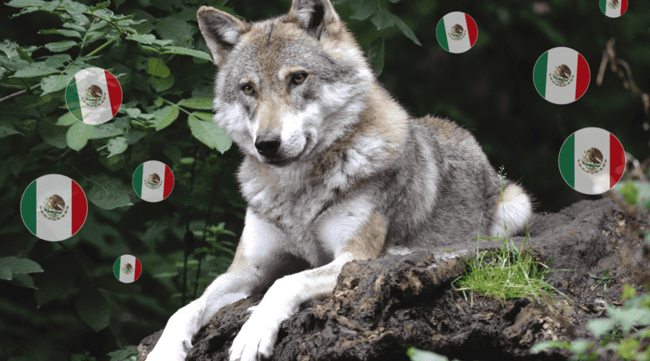 El lobo mexicano estuvo al borde de la desaparición, ha dependido durante años de programas de conservación, monitoreo y recuperación impulsados por autoridades y especialistas de ambos lados de la frontera. CANVA