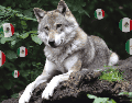 El lobo mexicano estuvo al borde de la desaparición, ha dependido durante años de programas de conservación, monitoreo y recuperación impulsados por autoridades y especialistas de ambos lados de la frontera. CANVA