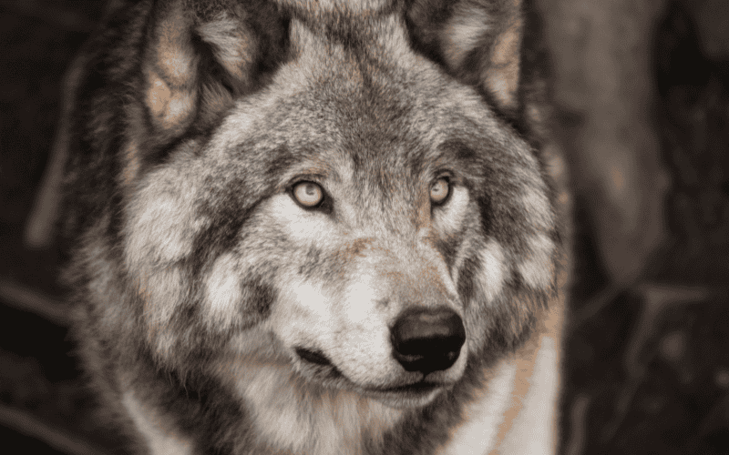 CANVA&nbsp;