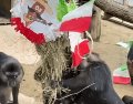 En el video se observa como monos capuchinos, babuinos, chimpancés, gorilas, lémures y otras especies recibieron elotes preparados para celebrar las fiestas patrias. TikTok / @zoomoreliaoficial