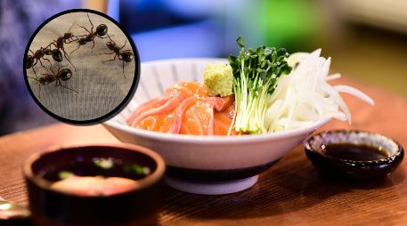 Se comprobó que el restaurante sirvió entre abril de 2021 y enero de 2025 hormigas secas importadas de Estados Unidos y Tailandia. ESPECIAL/PIXABAY