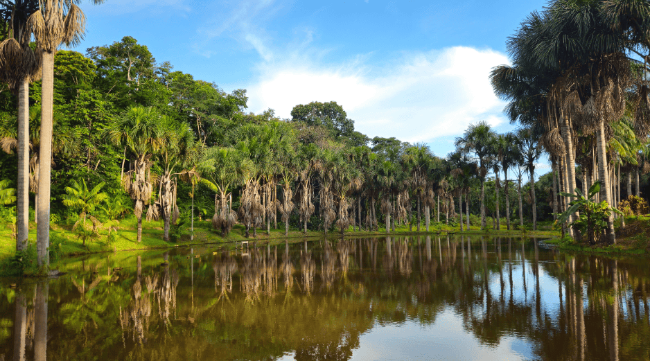 Ninguna intervención por sí sola fue suficiente para revertir las pérdidas de biodiversidad y de carbono en toda la zona de estudio. CANVA