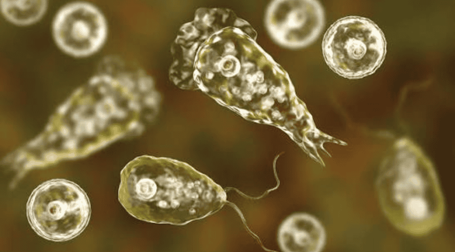 Los Centros para el Control y la Prevención de Enfermedades (CDC) recomiendan mantener la cabeza fuera del agua, taparse la nariz o utilizar pinzas nasales al nadar o sumergirse en cuerpos de agua dulce y cálida como medidas preventivas. ESPECIAL