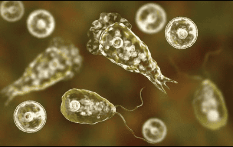 Los Centros para el Control y la Prevención de Enfermedades (CDC) recomiendan mantener la cabeza fuera del agua, taparse la nariz o utilizar pinzas nasales al nadar o sumergirse en cuerpos de agua dulce y cálida como medidas preventivas. ESPECIAL