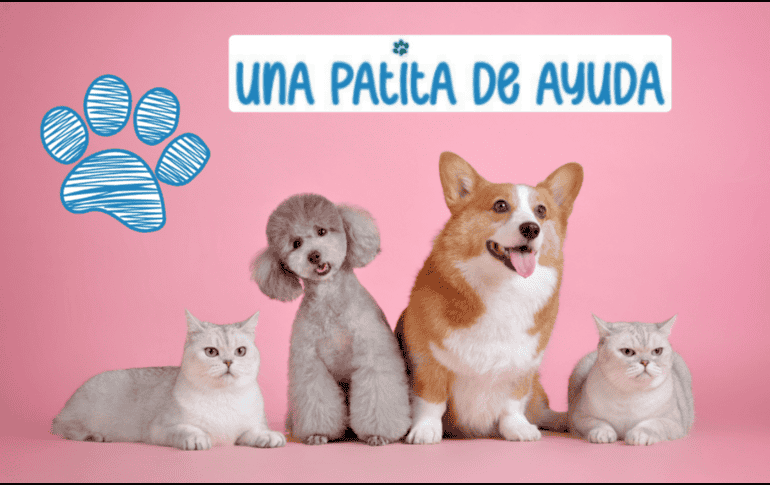 Asiste con toda tu familia y tus mascotas, aprovecha todas las actividades, servicios y talleres gratuitos que tienen preparadas para los asistentes. CANVA ESPECIAL