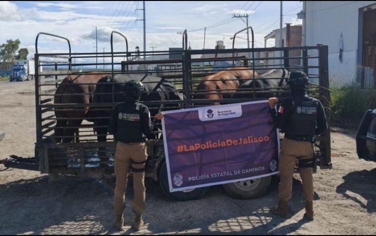La camioneta, el remolque y los cuatro bovinos fueron trasladados a las instalaciones de la organización ganadera. ESPECIAL/ Secretaría de Seguridad Estatal