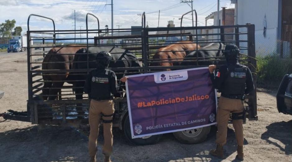La camioneta, el remolque y los cuatro bovinos fueron trasladados a las instalaciones de la organización ganadera. ESPECIAL/ Secretaría de Seguridad Estatal