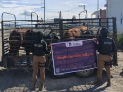 La camioneta, el remolque y los cuatro bovinos fueron trasladados a las instalaciones de la organización ganadera. ESPECIAL/ Secretaría de Seguridad Estatal