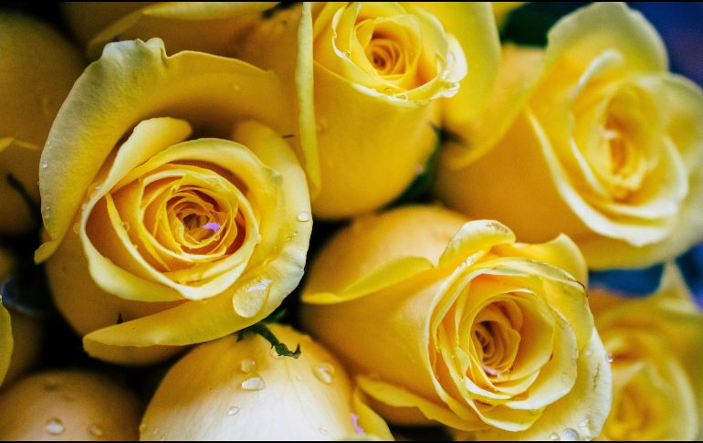 Descubre las tres mejores florerías en Guadalajara, calificadas con 4.9 estrellas en Google, para unirte al trend de regalar flores amarillas este 21 de septiembre. Unsplash