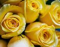 Descubre las tres mejores florerías en Guadalajara, calificadas con 4.9 estrellas en Google, para unirte al trend de regalar flores amarillas este 21 de septiembre. Unsplash