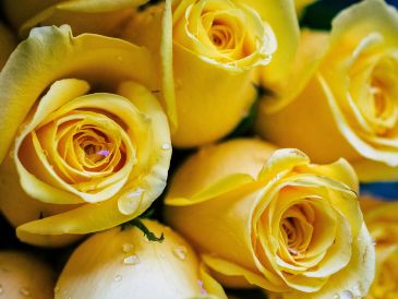 Descubre las tres mejores florerías en Guadalajara, calificadas con 4.9 estrellas en Google, para unirte al trend de regalar flores amarillas este 21 de septiembre. Unsplash