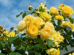 El regalar flores amarillas comenzó en Argentina durante el año 2004 con el estreno de Floricienta, una exitosa telenovela juvenil. Unsplash