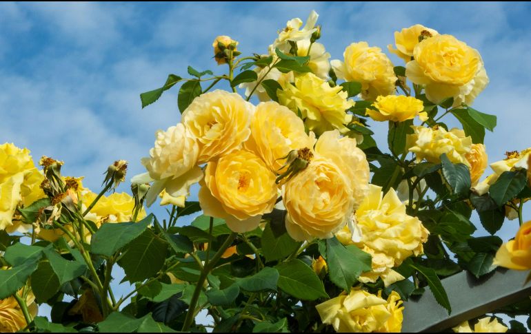 El regalar flores amarillas comenzó en Argentina durante el año 2004 con el estreno de Floricienta, una exitosa telenovela juvenil. Unsplash
