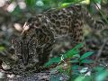 Un pequeño felino silvestre moteado, identificado como una nueva especie --Leopardus El descubrimiento de Leopardus tilcayo fue dado a conocer en la revista científica Current Biology, como resultado de una investigación realizada por un equipo internacional. AP/Juan Karita)