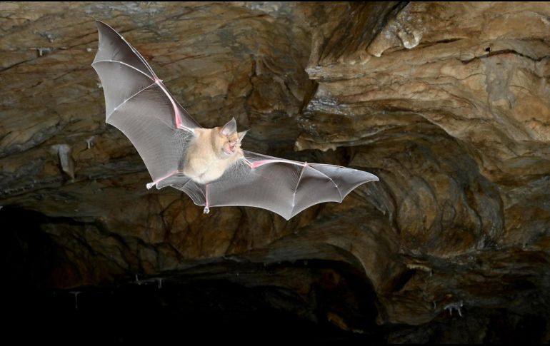 Un Rhinolophus ferrumequinum toma vuelo. Fotografía facilitada por Daniel Whitby