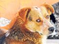Esto dicen los expertos respecto a dejar a tu perro fuera de tu cama. SUN / ARCHIVO