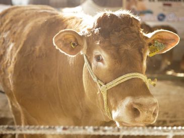 Los precios de la carne se desplomaron debido a que las exportaciones al mercado americano fueron suspendidas, algo que pegó a los productores. EL INFORMADOR/ARCHIVO