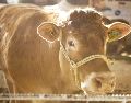 Los precios de la carne se desplomaron debido a que las exportaciones al mercado americano fueron suspendidas, algo que pegó a los productores. EL INFORMADOR/ARCHIVO