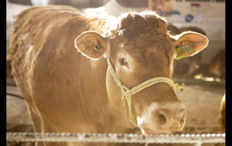 Los precios de la carne se desplomaron debido a que las exportaciones al mercado americano fueron suspendidas, algo que pegó a los productores. EL INFORMADOR/ARCHIVO