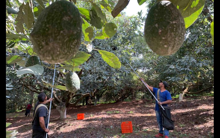 La ubicación fija de los árboles de aguacate y sus ingresos convierten esta actividad en un objetivo visible para grupos criminales. SUN/ARCHIVO