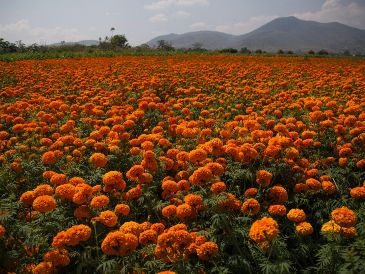 A pocos minutos de Guadalajara, el Rancho San Juan Diego inaugura su Festival de Cempasúchil. Conoce las fechas, precios y actividades especiales para honrar nuestras tradiciones. Pexels