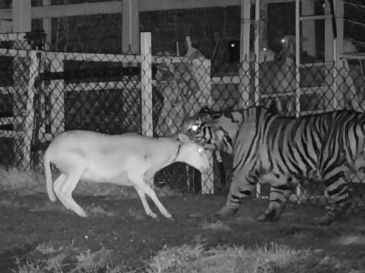 Autoridades recomendaron a la población no acercarse, mantener una distancia segura, así como no intentar capturar al tigre. FB / Protección Civil La Barca