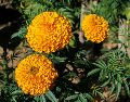 Incorporar cempasúchil a un jardín o huerto urbano puede contribuir a generar un espacio más favorable para estos organismos y favorecer la polinización de otras plantas. UNSPLASH