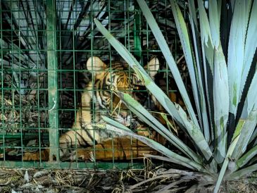 El tigre fue entregado este lunes 28 de septiembre a elementos Protección Animal de Tlajomulco. CORTESÍA/ Gobierno Municipal de La Barca