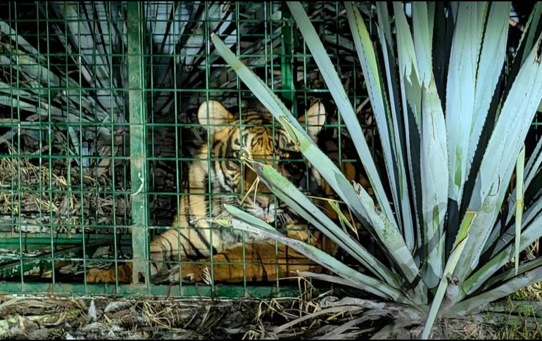 El tigre fue entregado este lunes 28 de septiembre a elementos Protección Animal de Tlajomulco. CORTESÍA/ Gobierno Municipal de La Barca