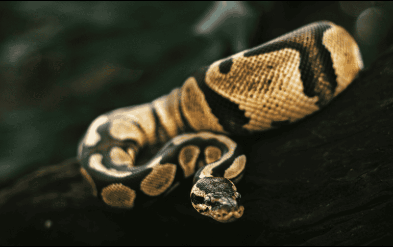 El Florida Python Challenge combina así una competencia con un programa de conservación destinado a enfrentar la presencia de una especie no nativa en uno de los ecosistemas más conocidos de Estados Unidos.  ESPECIAL