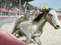 Recuerdo fotográfico del Campeonato Charro en el Encuentro Internacional del Mariachi y la Charrería (12 de septiembre de 2004). EL INFORMADOR/ Archivo