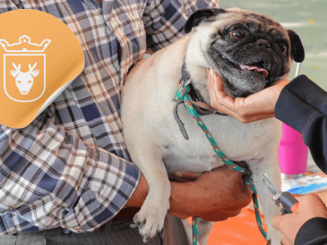 Vacunar a una mascota no solo mejora su calidad de vida, sino que también te permite disfrutar de su compañía por mucho más tiempo. ESPECIAL/ Facebook/ Protección Animal Zapopan