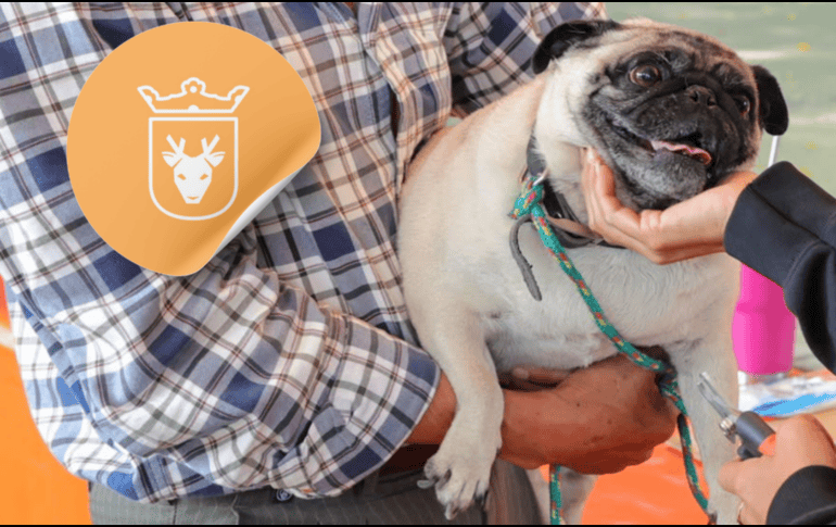 Vacunar a una mascota no solo mejora su calidad de vida, sino que también te permite disfrutar de su compañía por mucho más tiempo. ESPECIAL/ Facebook/ Protección Animal Zapopan