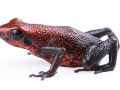 El descubrimiento de esta nueva especie resalta la inmensa riqueza natural de Ecuador, un país que, a pesar de su tamaño, alberga a 703 especies de anfibios, siendo superado únicamente por Colombia y Brasil, naciones con territorios mucho más extensos. EFE/Instituto Nacional de Biodiversidad