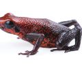 El descubrimiento de esta nueva especie resalta la inmensa riqueza natural de Ecuador, un país que, a pesar de su tamaño, alberga a 703 especies de anfibios, siendo superado únicamente por Colombia y Brasil, naciones con territorios mucho más extensos. EFE/Instituto Nacional de Biodiversidad