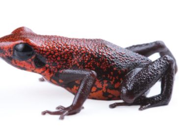 El descubrimiento de esta nueva especie resalta la inmensa riqueza natural de Ecuador, un país que, a pesar de su tamaño, alberga a 703 especies de anfibios, siendo superado únicamente por Colombia y Brasil, naciones con territorios mucho más extensos. EFE/Instituto Nacional de Biodiversidad